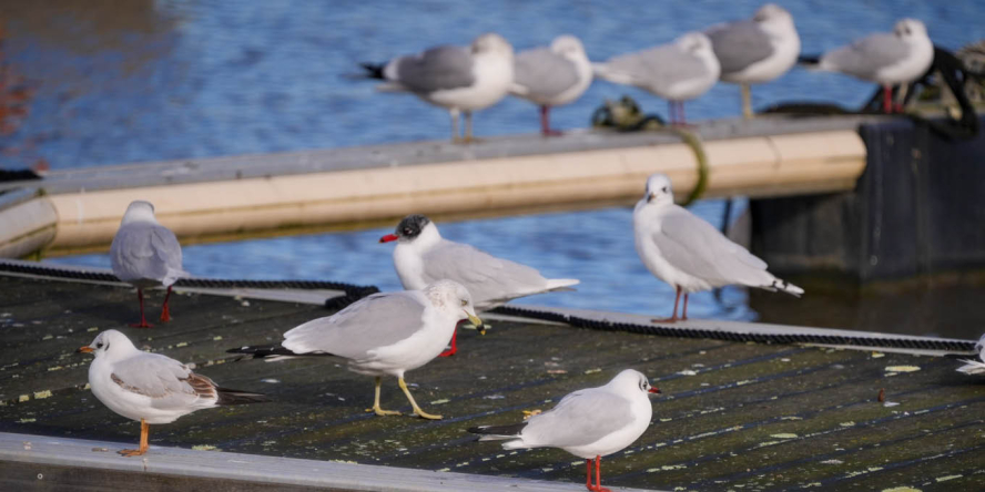 Goéland, Mouette